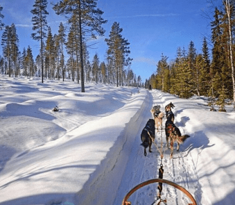 chiens de traîneaux Laponie