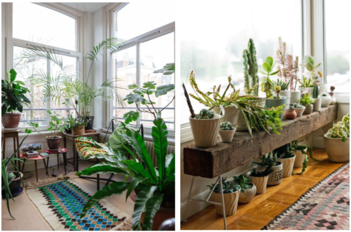 créer un jardin d'hiver