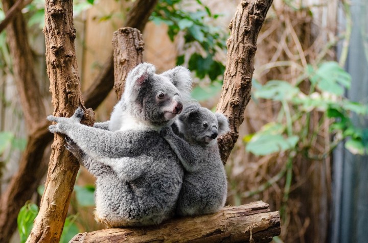 Australie-koala