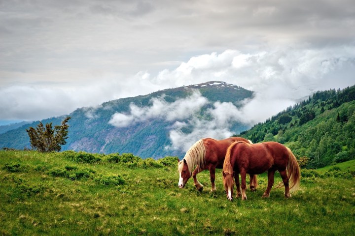 Chevaux dans la nature