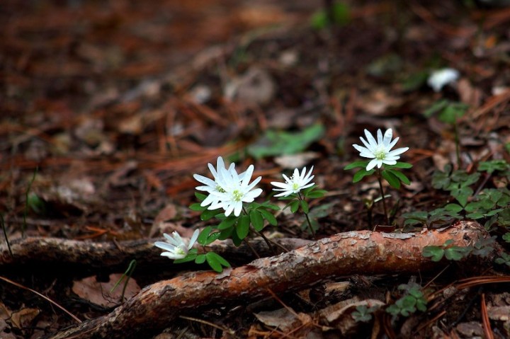 Fleurs dans la forêt