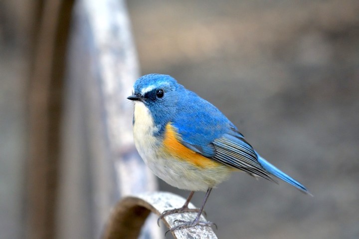 Oiseau dans la forêt