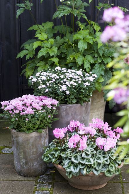 le printemps fleur en pot