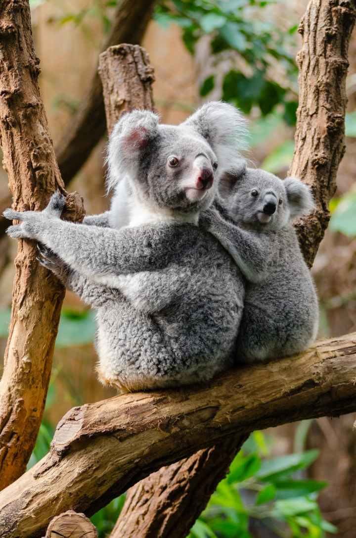 koala-australie