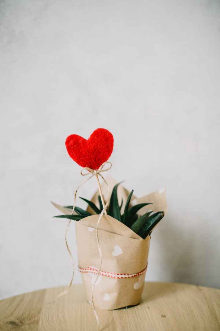 plante-coeur-saint-valentin