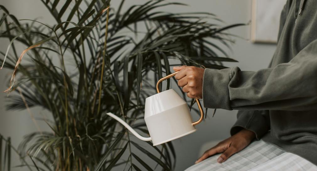 Le cri silencieux des plantes : quand le son trahit leur soif invisible